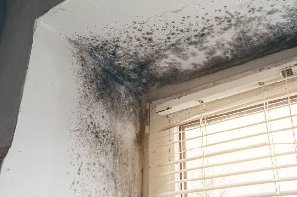 Trusted Mold Testing service in Washington Crossing, PA - Cheap Mold Removal